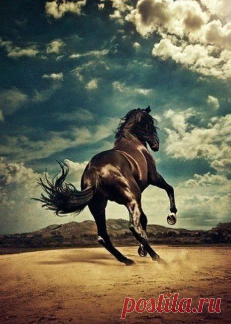 ♥ ЖИВОТНЫЕ ♥ ПРИРОДА ♥