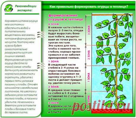 Обрезка плетей огурцов: Для чего? И когда?