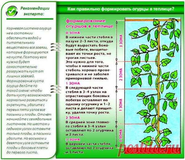 Обрезка плетей огурцов: Для чего? И когда?