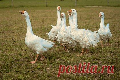 Свирепые гуси напали на пожилую женщину и сломали ей тазовые кости