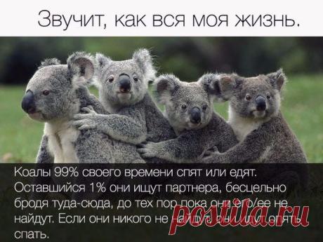 Как моя жизнь