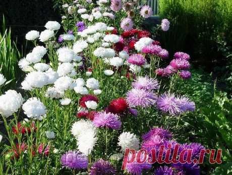 🌺УХОД ЗА АСТРАМИ, СОВЕТ СПЕЦИАЛИСТА🌺