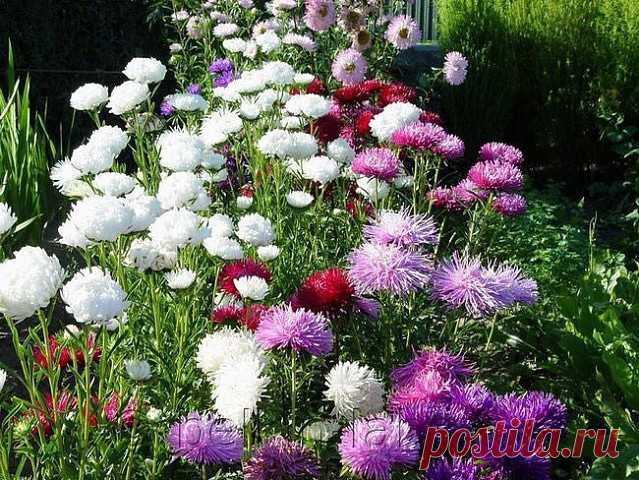 🌺УХОД ЗА АСТРАМИ, СОВЕТ СПЕЦИАЛИСТА🌺