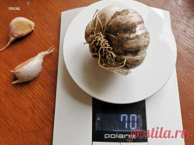 Как понять, чеснок сажать уже пора, или ещё рано? Мои приметы, которые не подводят  дождь в среду - жди ненастья на Троицу. Да, так и есть
по погоде