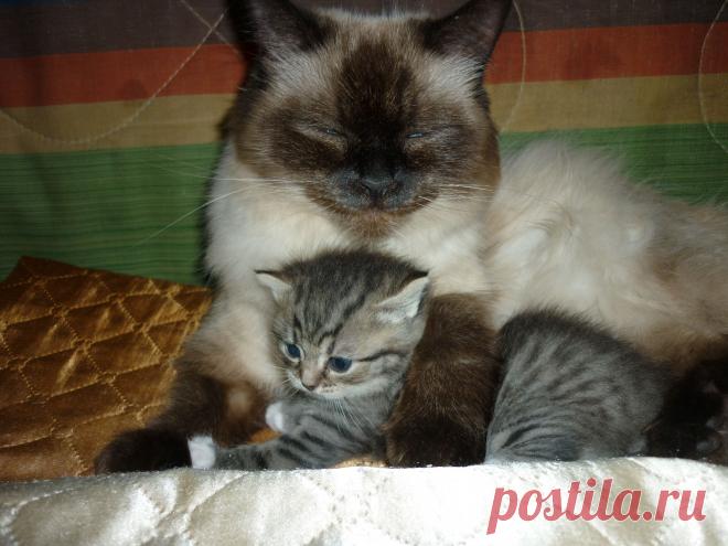 Умиротворение