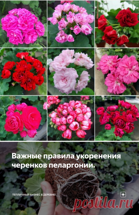 Важные правила укоренения черенков пеларгонии. | Тепличный бизнес в деревне! | Яндекс Дзен