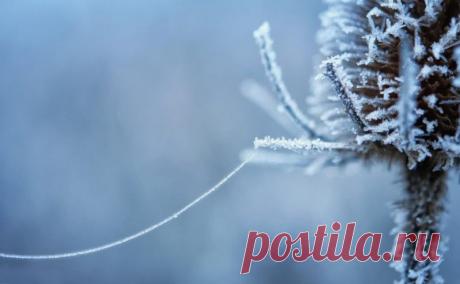 Иней, хрупкая красота... Волшебные фотографии;) - Фотопанорама