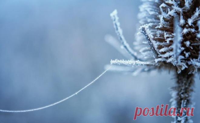 Иней, хрупкая красота... Волшебные фотографии;) - Фотопанорама