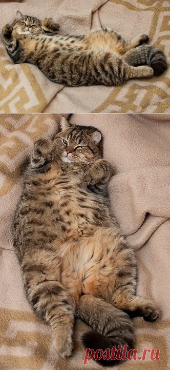 Тяжелый рабочий день кота