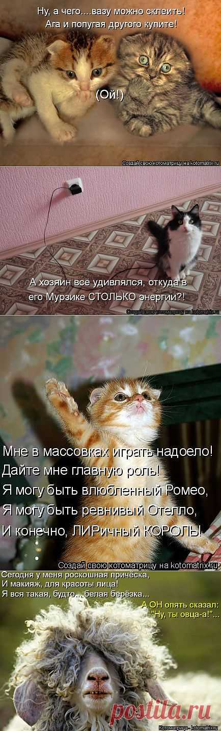 (+1) тема - Новые смешные котоматрицы понедельника! | Четвероногий юмор