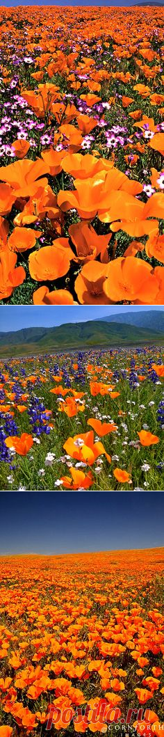 (1077) valkyriethais: Amazing ✈ World / California Poppy (Eschscholzia californica) S. California. gorgeous!! on We Heart It - http://weheartit.com/entry…