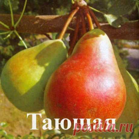 Груша Тающая (саженец) купить по низкой цене Артикул: 14723 - интернет-магазин Ваш Сад