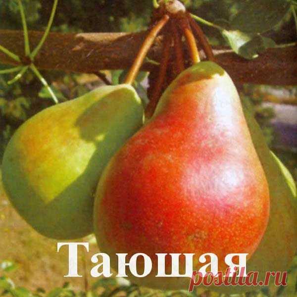 Груша Тающая (саженец) купить по низкой цене Артикул: 14723 - интернет-магазин Ваш Сад