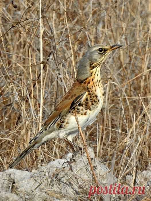 Tordo-zornal Turdus pilaris