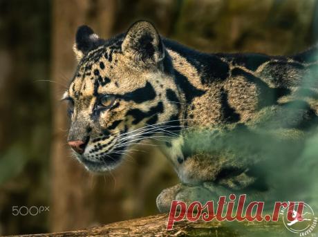 Clouded leopard (Neofelis nebulosa) by Elizabeth Anisclo / 500px