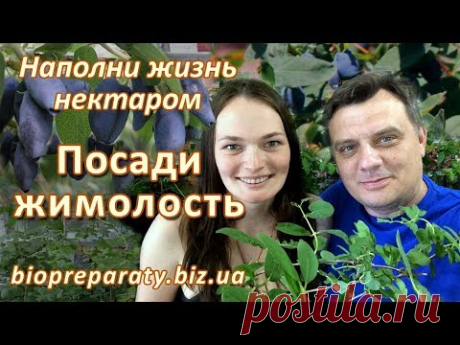 Самая ранняя ягода: жимолость. Как посадить жимолость весной #дачныйагроном​