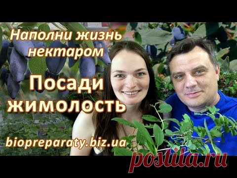 Самая ранняя ягода: жимолость. Как посадить жимолость весной #дачныйагроном​