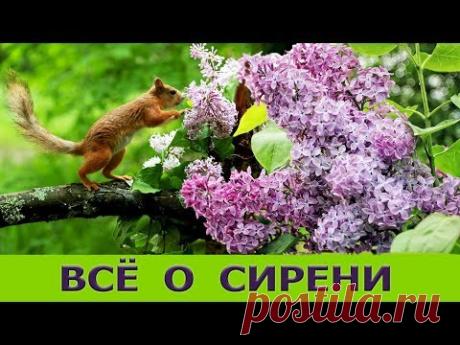 СИРЕНЬ, УХОД, ЧЕРЕНКОВАНИЕ
