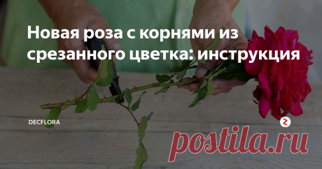 Новая роза с корнями из срезанного цветка: инструкция 
Вы можете высадить новую розу, когда на ней появятся корешки, в свой сад на клумбу. Другой вариант — оставить молодое растеньице в доме. Для этого