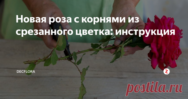 Новая роза с корнями из срезанного цветка: инструкция 
Вы можете высадить новую розу, когда на ней появятся корешки, в свой сад на клумбу. Другой вариант — оставить молодое растеньице в доме. Для этого