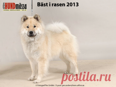 EURASIER Domare: SCHIMPF OTTO, ÖSTERRIKE   EX AMINO'S BORN TO BE A FIGHTER  Ägare: TÖRNQVIST ANDERS, SALTSJÖ-BOO Uppfödare: ANDERSSON MADELEINE, TUNGELSTA