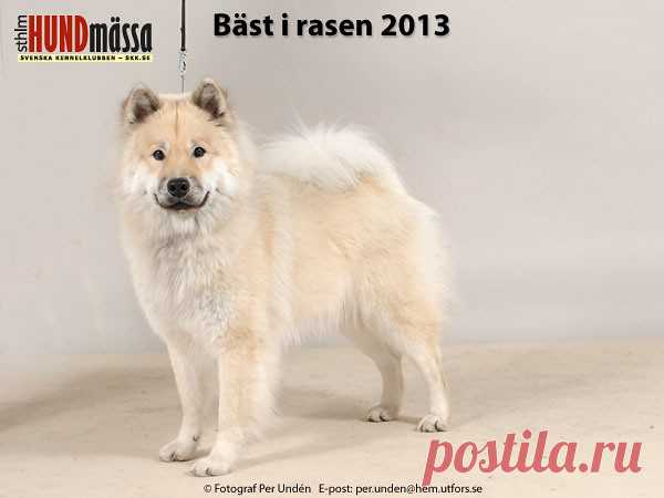 EURASIER Domare: SCHIMPF OTTO, ÖSTERRIKE   EX AMINO'S BORN TO BE A FIGHTER  Ägare: TÖRNQVIST ANDERS, SALTSJÖ-BOO Uppfödare: ANDERSSON MADELEINE, TUNGELSTA