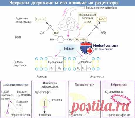 Механизм действия дофамина и его эффекты