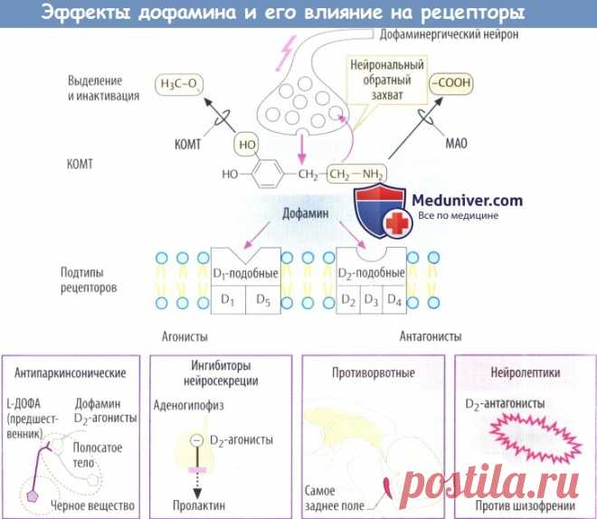 Механизм действия дофамина и его эффекты