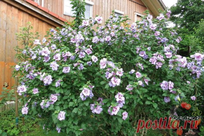 Гибискус садовый – уход и размножение семенами и черенками, сорта, зимовка, обрезка +фото