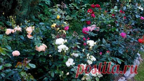 Как и что надо вырезать у роз перед зимовкой. И что вырезать не надо Статья автора «Цветочница Анюта 🌹» в Дзене ✍: Сегодня давайте расскажу о том, что надо вырезать у роз перед зимовкой, как надо вырезать и на что обратить внимание.  Поехали).