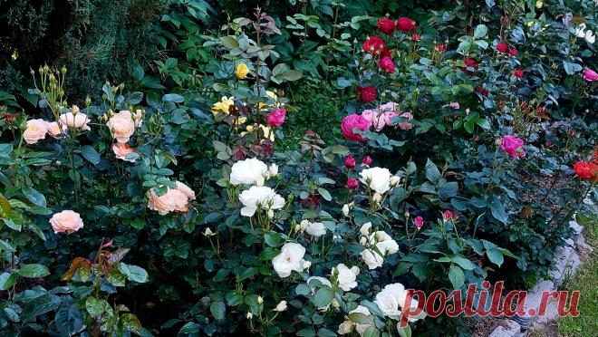 Как и что надо вырезать у роз перед зимовкой. И что вырезать не надо Статья автора «Цветочница Анюта 🌹» в Дзене ✍: Сегодня давайте расскажу о том, что надо вырезать у роз перед зимовкой, как надо вырезать и на что обратить внимание.  Поехали).