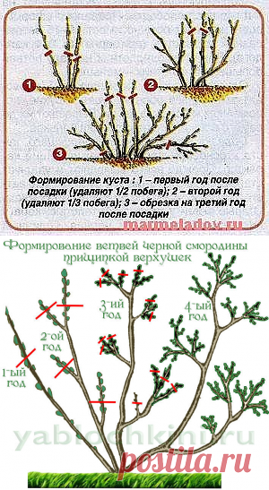 Одноклассники     20 ПРАВИЛ, КОТОРЫЕ НЕОБХОДИМО СОБЛЮДАТЬ ПРИ ОБРЕЗКЕ СМОРОДИНЫ
Сохраните, чтобы не потерять!