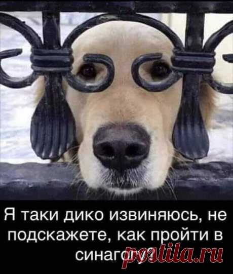 22 классных анекдота, и шутки в картинках