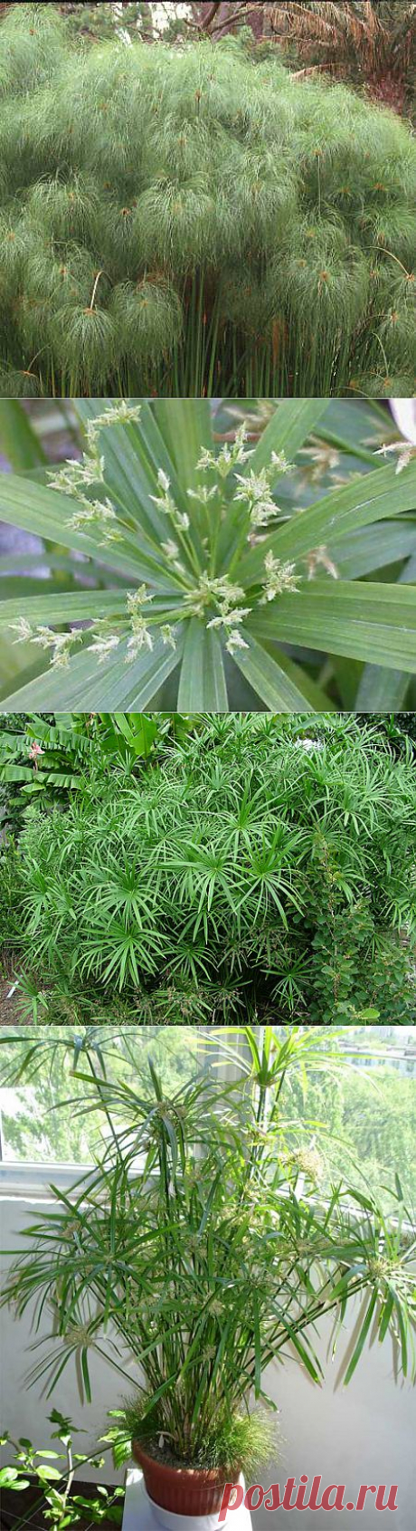 Циперус (Сыть) лат. Cyperus - сыть - декоративно лиственные растения - Каталог статей - цветы фото, комнатный цветок