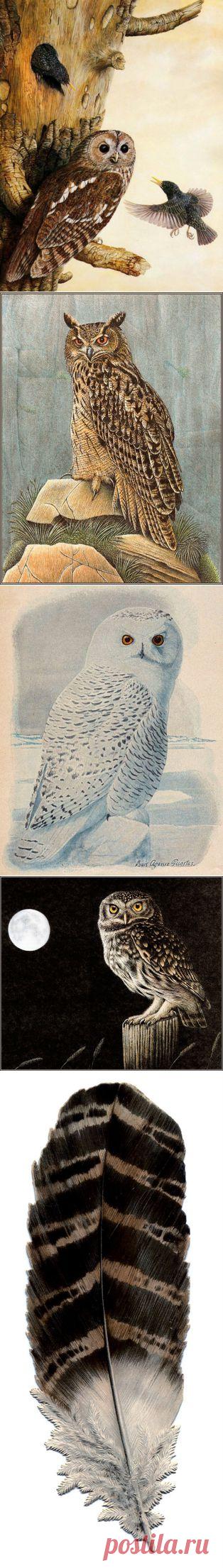 СОВЫ. Винтажные картинки для творчества.