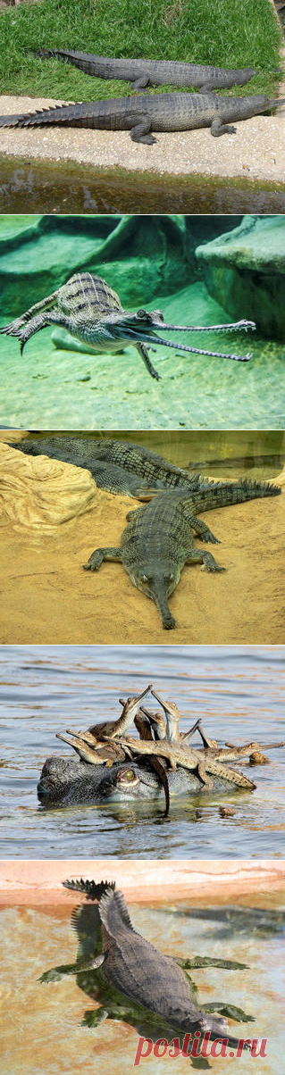 Смотреть изображения гангских гавиалов | Зооляндия