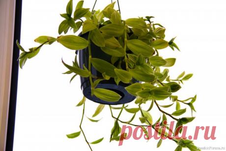 Традесканция: 5 причин завести этот цветок Сегодня у многих цветоводов в чести экзотические цветы: суккуленты необычной окраски и формы, декоративно-лиственные или даже насекомоядные растения.