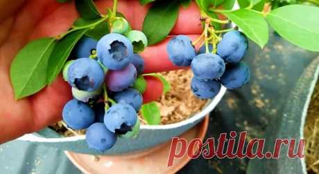 Как вырастить голубику на подоконнике? Это проще, чем вы думаете | Полезные советы на все случаи жизни