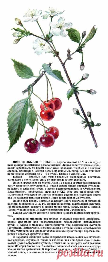 Вишня обыкновенная