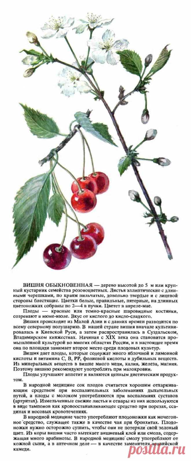 Вишня обыкновенная