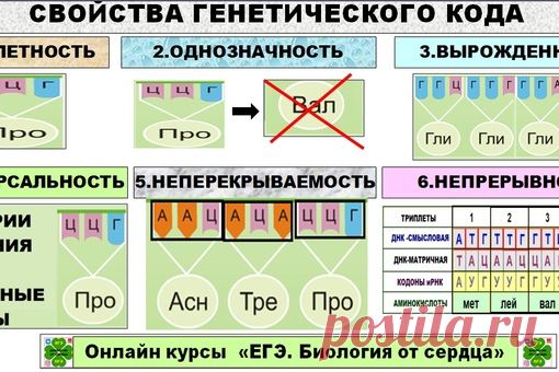 Доброе утро всем и удачного дня!!!! Продолжим метаболизм....
На очереди тема БИОСИНТЕЗ БЕЛКА. ГЕНЕТИЧЕСКИЙ КОД.
 Данная тема тоже относится к категории сложных.
НА ЧТО ОБРАЩАЕМ ВНИМАНИЕ?
Нужно выучить все термины и понятия: генетический код, транскрипция, трансляция, кодоны, триплеты, антикодоны, реакции матричного синтеза, смысловую и матричную цепи ДНК, штрих концы и др.
Показать полностью...