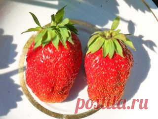 Сорта клубники для Сибири