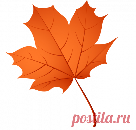 Картинка кленового листа (39 фото) ⭐ Забавник