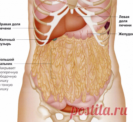 Выключатель жира Есть ряд методов для расчета идеальных объемов вашего тела. В упомянутом исследовании применялся метод измерения соотношения объема талии к объему бедер.