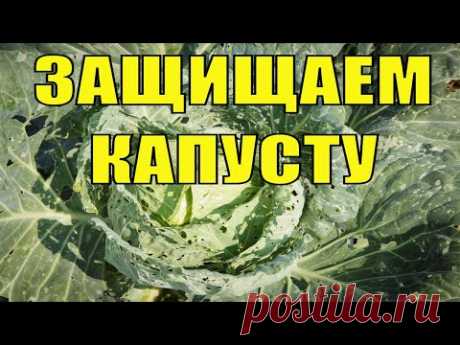 Высаживаем рассаду капусты в открытый грунт! Как бороться с  крестоцветной блошкой!