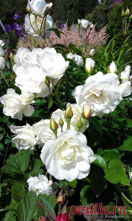 Сад Сергея Маланина | Самоцветик