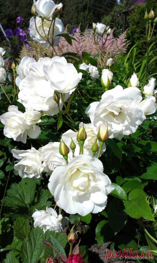 Сад Сергея Маланина | Самоцветик