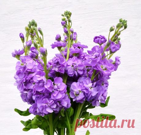 Интернет доставка цветов Москва- интернет магазин «Вокруг цветов».