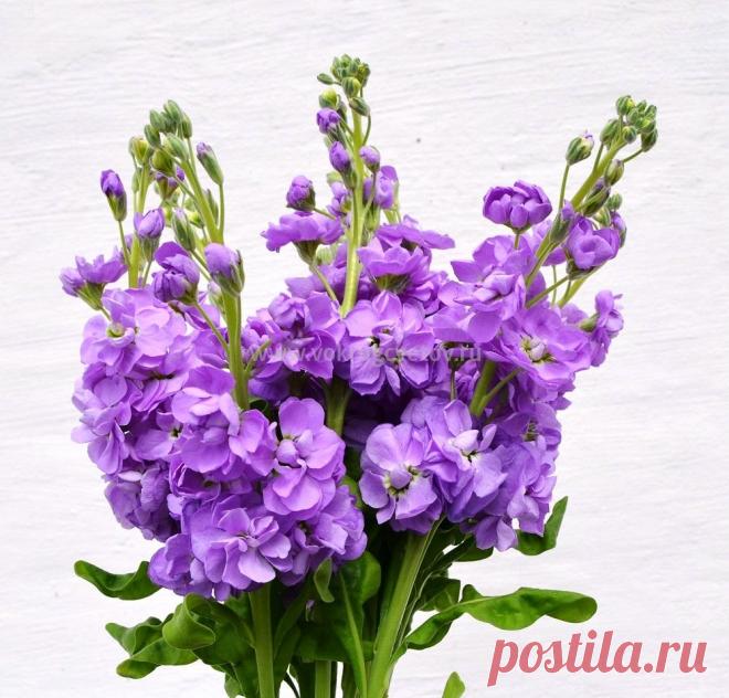 Интернет доставка цветов Москва- интернет магазин «Вокруг цветов».