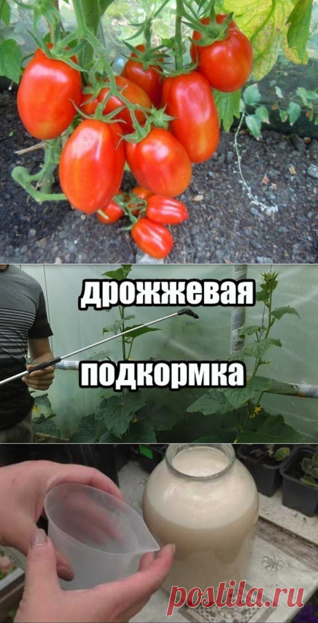 (81) Одноклассники